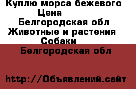 Куплю морса бежевого › Цена ­ 8 000 - Белгородская обл. Животные и растения » Собаки   . Белгородская обл.